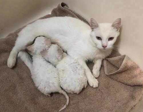 孕期提醒怎么养猫咪(家里的猫产崽了。可它老是把小猫崽咬死。这是为什么啊) 第2张 孕期提醒怎么养猫咪(家里的猫产崽了。可它老是把小猫崽咬死。这是为什么啊) 第2张
