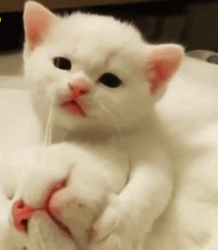 孕期提醒怎么养猫咪(家里的猫产崽了。可它老是把小猫崽咬死。这是为什么啊) 第3张 孕期提醒怎么养猫咪(家里的猫产崽了。可它老是把小猫崽咬死。这是为什么啊) 第3张