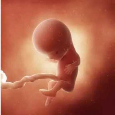 怀孕11周胎儿有多大图片(怀孕11周胎儿有多大图片欣赏) 第1张 怀孕11周胎儿有多大图片(怀孕11周胎儿有多大图片欣赏) 第1张
