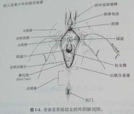 孕期外阴变化图片 第1张 孕期外阴变化图片 第1张
