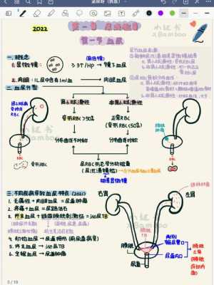 泌尿系统感染的检查方法,胎儿泌尿系统怎么检查最准确  第1张