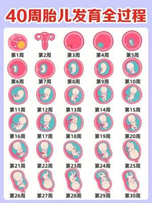 9周岁女童发育标准,九个月胎儿发育迟缓怎么办 第2张 9周岁女童发育标准,九个月胎儿发育迟缓怎么办 第2张