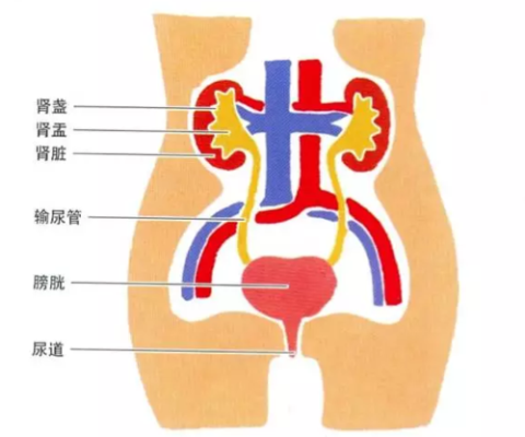 孕期尿道炎症状(孕妇尿路感染怎么办呢) 第1张 孕期尿道炎症状(孕妇尿路感染怎么办呢) 第1张
