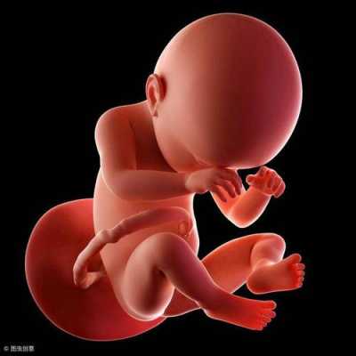 怀孕39周1天胎儿图(怀孕39周1天胎儿图片) 第3张 怀孕39周1天胎儿图(怀孕39周1天胎儿图片) 第3张