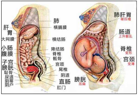 儿子在妈妈心中的地位,胎儿的心脏几个月能长完全 第2张 儿子在妈妈心中的地位,胎儿的心脏几个月能长完全 第2张