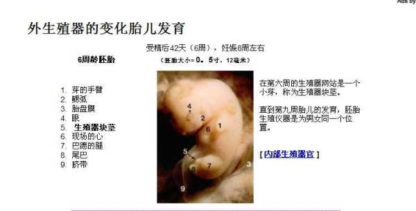 看胚胎形状测胎儿男女(看胚胎形状测胎儿男女准吗) 第2张 看胚胎形状测胎儿男女(看胚胎形状测胎儿男女准吗) 第2张