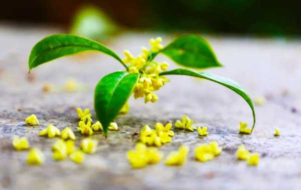 弱弱的问下,孕妇能闻桂花味吗,孕期可以闻桂花吗? 第2张 弱弱的问下,孕妇能闻桂花味吗,孕期可以闻桂花吗? 第2张