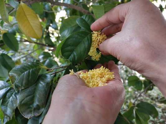 弱弱的问下,孕妇能闻桂花味吗,孕期可以闻桂花吗? 第3张 弱弱的问下,孕妇能闻桂花味吗,孕期可以闻桂花吗? 第3张