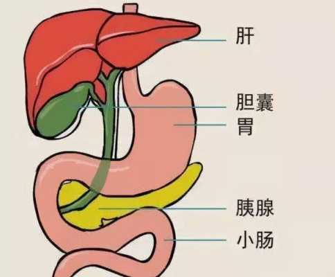 孕期胆囊炎症状(孕期胆囊炎症状) 第2张 孕期胆囊炎症状(孕期胆囊炎症状) 第2张