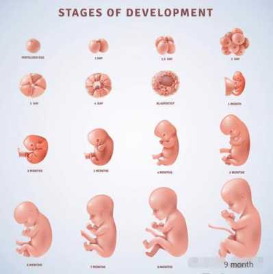 孕期第六周(怀孕6周该如何做人流) 第2张 孕期第六周(怀孕6周该如何做人流) 第2张