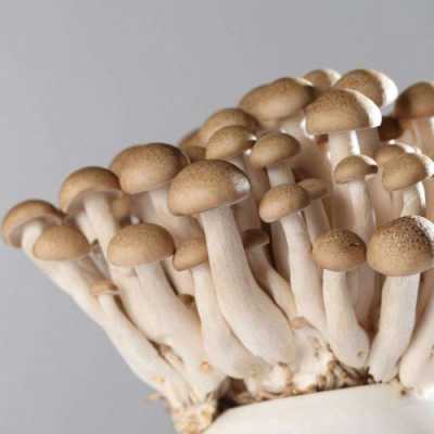 孕期可以吃姑娘吗(孕妇能吃蘑菇吗?吃着有什么副作用呢) 第1张 孕期可以吃姑娘吗(孕妇能吃蘑菇吗?吃着有什么副作用呢) 第1张