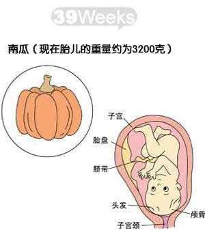 怀孕三十九天胎儿图(怀孕三十九天胎儿图片) 第1张 怀孕三十九天胎儿图(怀孕三十九天胎儿图片) 第1张