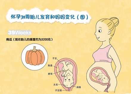 怀孕三十九天胎儿图(怀孕三十九天胎儿图片) 第2张 怀孕三十九天胎儿图(怀孕三十九天胎儿图片) 第2张
