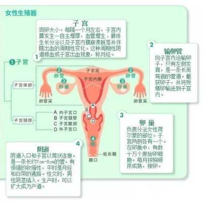 宫颈口长度的正常范围是多少,孕期正常宫颈长度是多少mm 第1张 宫颈口长度的正常范围是多少,孕期正常宫颈长度是多少mm 第1张
