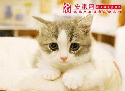 孕期做梦梦见猫(孕期做梦梦见猫啥意思?) 第3张 孕期做梦梦见猫(孕期做梦梦见猫啥意思?) 第3张
