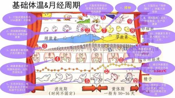 安全期受孕期(安全期受孕期怎么算) 第1张 安全期受孕期(安全期受孕期怎么算) 第1张