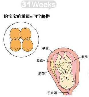 双胎31周胎儿有多大,双胎31周胎儿有多大图片  第2张