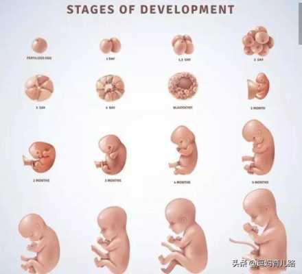 孕6周的胎儿多大才是正常,怀孕六周胎儿图看男女准吗 第2张 孕6周的胎儿多大才是正常,怀孕六周胎儿图看男女准吗 第2张