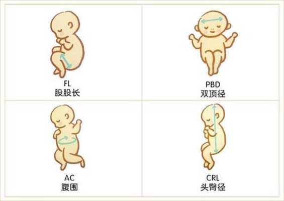 27周胎儿双顶径看男女(从双顶径和股骨长怎么看出我的宝宝是头大还是腿长) 第2张 27周胎儿双顶径看男女(从双顶径和股骨长怎么看出我的宝宝是头大还是腿长) 第2张