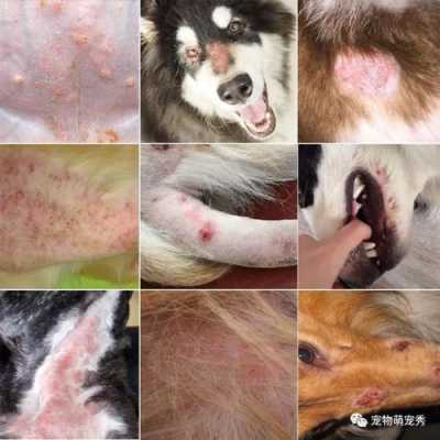 狗狗有皮肤病会传染给宝宝吗,皮肤病会遗传给胎儿吗知乎 第3张 狗狗有皮肤病会传染给宝宝吗,皮肤病会遗传给胎儿吗知乎 第3张