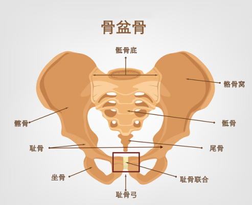 孕期耻骨疼是哪里(孕期耻骨疼是哪里图片) 第1张 孕期耻骨疼是哪里(孕期耻骨疼是哪里图片) 第1张