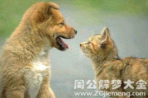 孕期梦见猫和狗(猫狗一般一年生下几次?都在几月份一般) 第3张 孕期梦见猫和狗(猫狗一般一年生下几次?都在几月份一般) 第3张