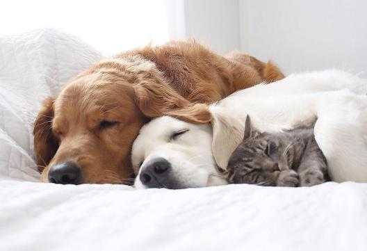 孕期梦见猫和狗(猫狗一般一年生下几次?都在几月份一般) 第2张 孕期梦见猫和狗(猫狗一般一年生下几次?都在几月份一般) 第2张