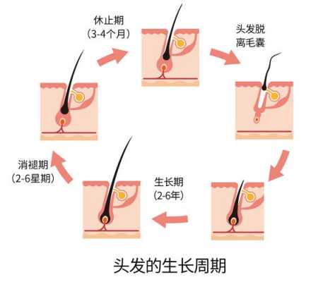 为什么怀孕后,身上毛发生长慢了,孕期头发不掉了怎么回事 第2张 为什么怀孕后,身上毛发生长慢了,孕期头发不掉了怎么回事 第2张
