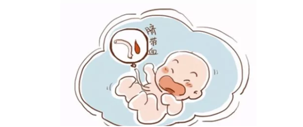 胎儿脐带血染色体检查（胎儿脐带血染色体检查多久出结果）  第2张