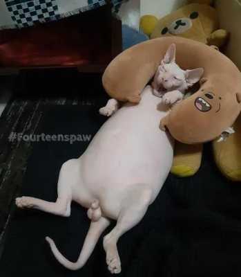 胎儿蛋蛋几个月看清楚(德牧幼犬多久才有蛋蛋) 第3张 胎儿蛋蛋几个月看清楚(德牧幼犬多久才有蛋蛋) 第3张