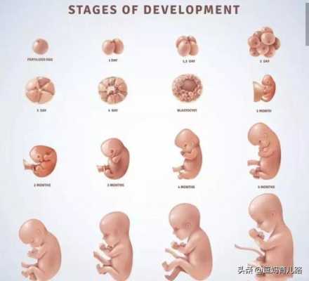 怀孕六个半月胎儿有多重（怀孕六个半月胎儿有多重正常）  第2张