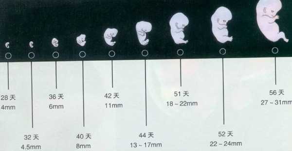 怀孕六个半月胎儿有多重（怀孕六个半月胎儿有多重正常）  第1张