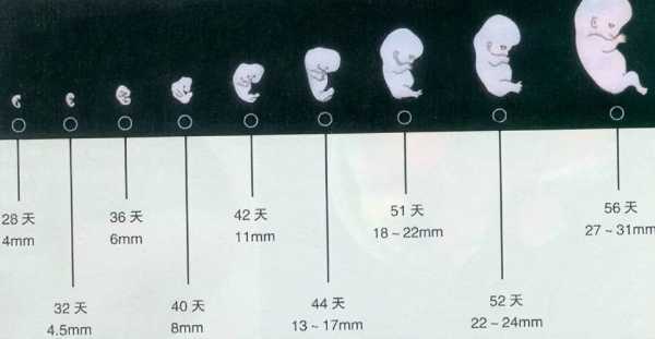 怀孕六个半月胎儿有多重(怀孕六个半月胎儿有多重正常) 第1张 怀孕六个半月胎儿有多重(怀孕六个半月胎儿有多重正常) 第1张