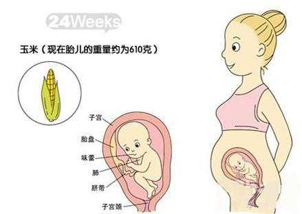 怀孕六个半月胎儿有多重（怀孕六个半月胎儿有多重正常）  第3张