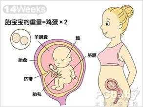 孕14周子宫在哪个位置?怀孕早期要注意什么事项呀,怀孕14周胎儿在哪个位置图 第3张 孕14周子宫在哪个位置?怀孕早期要注意什么事项呀,怀孕14周胎儿在哪个位置图 第3张