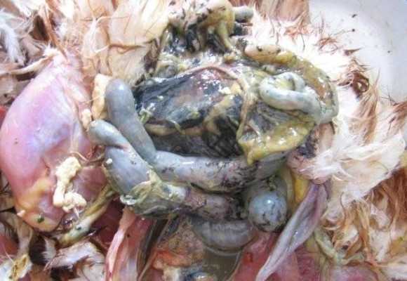 孕期霉菌能顺产吗(孕期霉菌能顺产吗有影响吗) 第2张 孕期霉菌能顺产吗(孕期霉菌能顺产吗有影响吗) 第2张